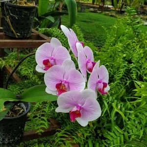 Meet your Posher, Carmen